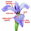 A blue iris with labeled parts.
