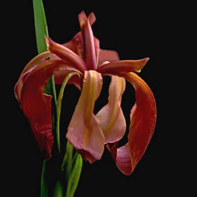 orange-red colored Iris fulva.