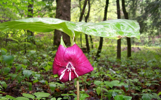 Trillium vasey