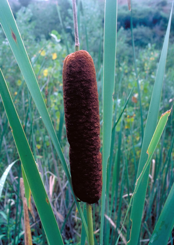 Two photos: basket with lid and latch in foreground, and two baskets, corn, and a kachina doll in background.