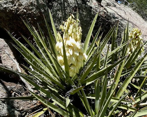 Banana yucca.
