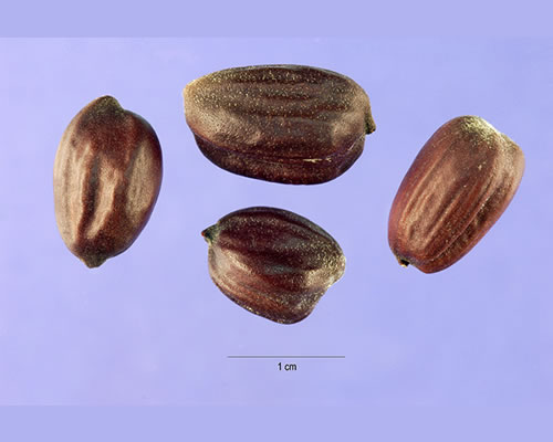 Jojoba seeds.