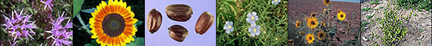 Image banner: montain monardella, sunflower, jojoba beans, Lewis flax, sunflower plants, and jojoba plant.