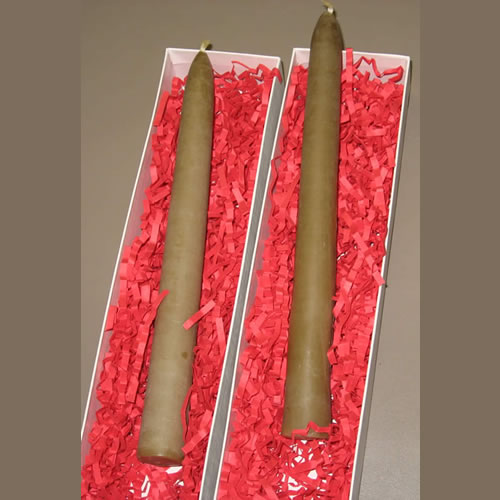 Sunflowers (Helianthus annuus).