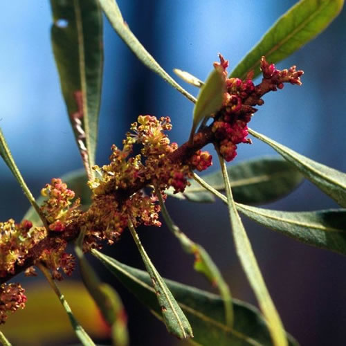 Mountain monardella.