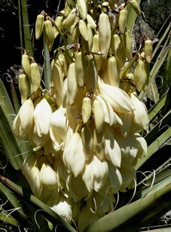 Banana yucca flower stalk.