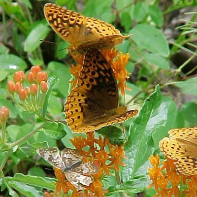 fritillary butterflies and crescent butterfly on butterfly weed (Asclepias tuberosa).