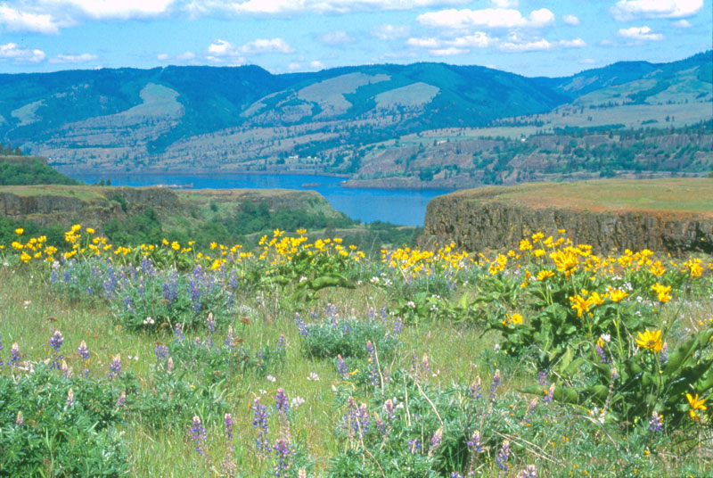 View from the Rowena Overlook over the Columbia River Gorge.