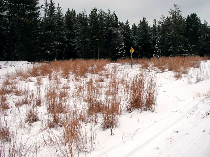 big and little bluestem in December along a National Forest road.