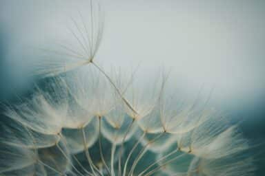 A dandelion disperses its seeds into the air, carried gently by the wind, symbolizing the family grief of saying goodbye to a loved one.