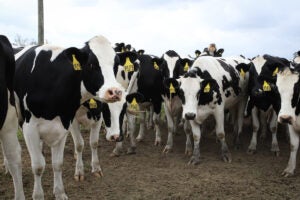 A herd of black and white dairy cows in a dirt field in rural Alabama