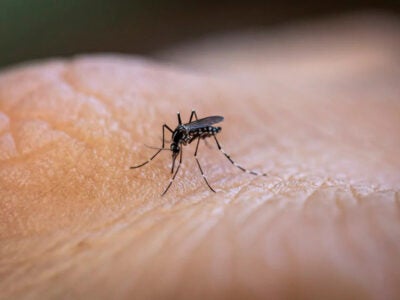 Dengue on the rise in UAE and beyond