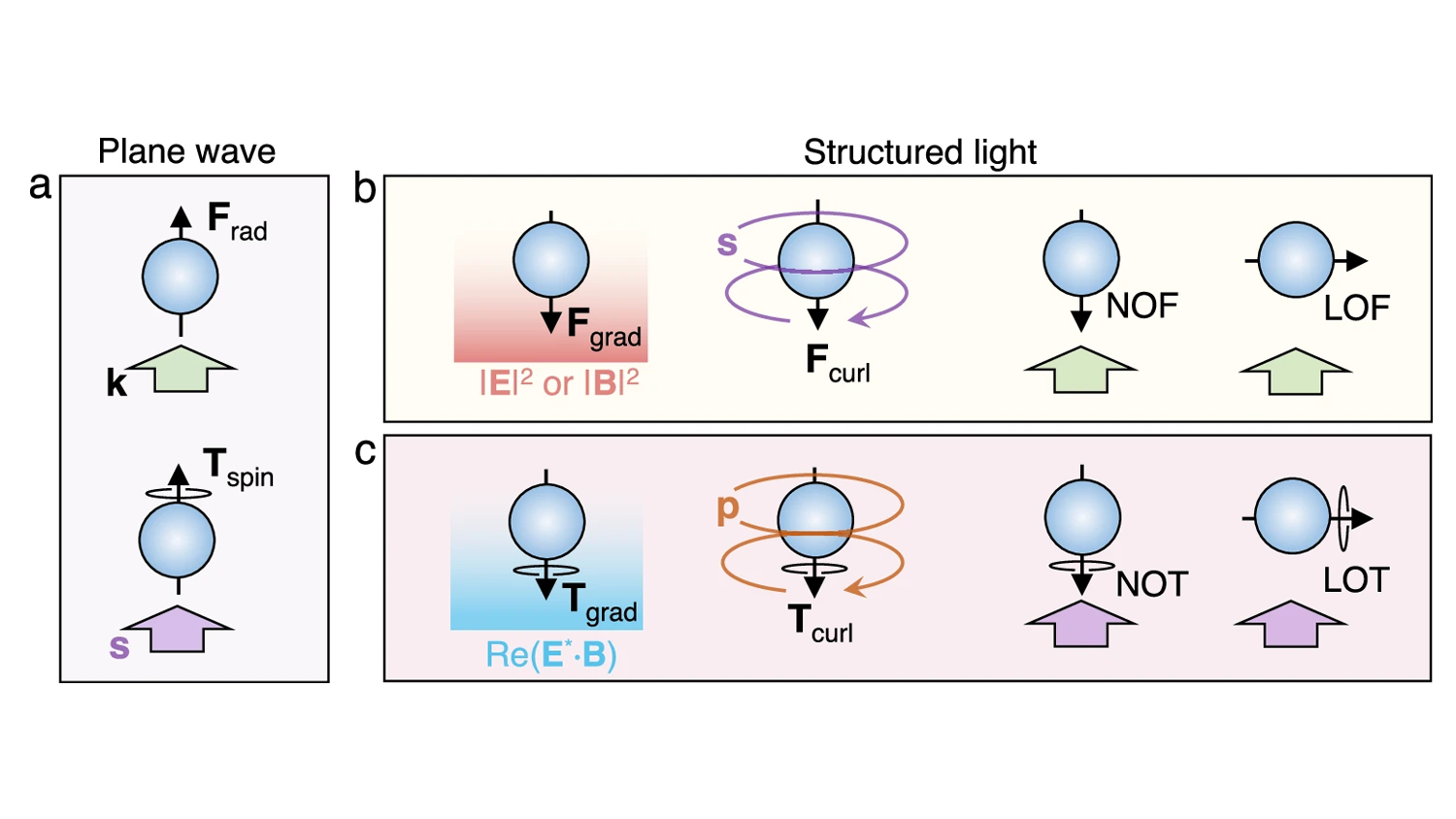 Gradient and curl optical torques