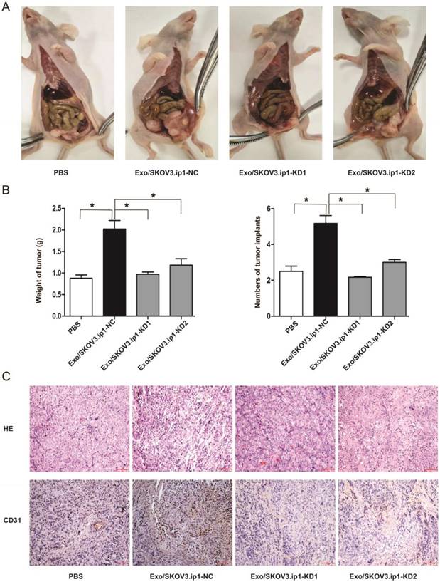 Int J Biol Sci Image