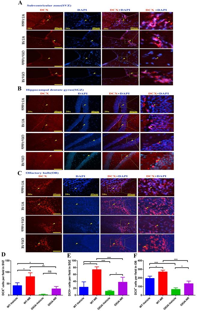 Int J Biol Sci Image