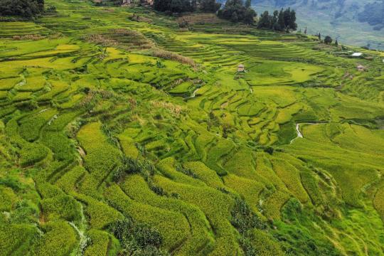 Genetic diversity: the key to protecting rice crops