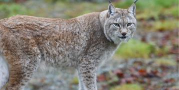 Lynx Germany