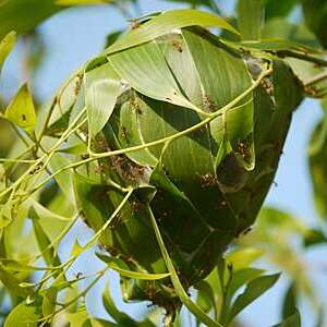 Close-Up of ants on leaves.