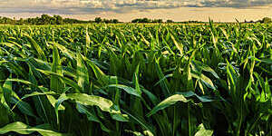 Cornfield at sunset in Illinois, USA.