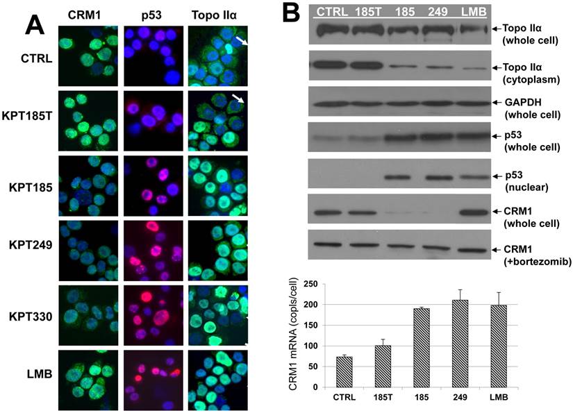 J Cancer Image