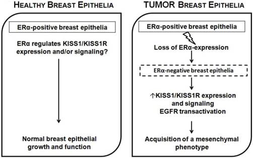 J Cancer Image