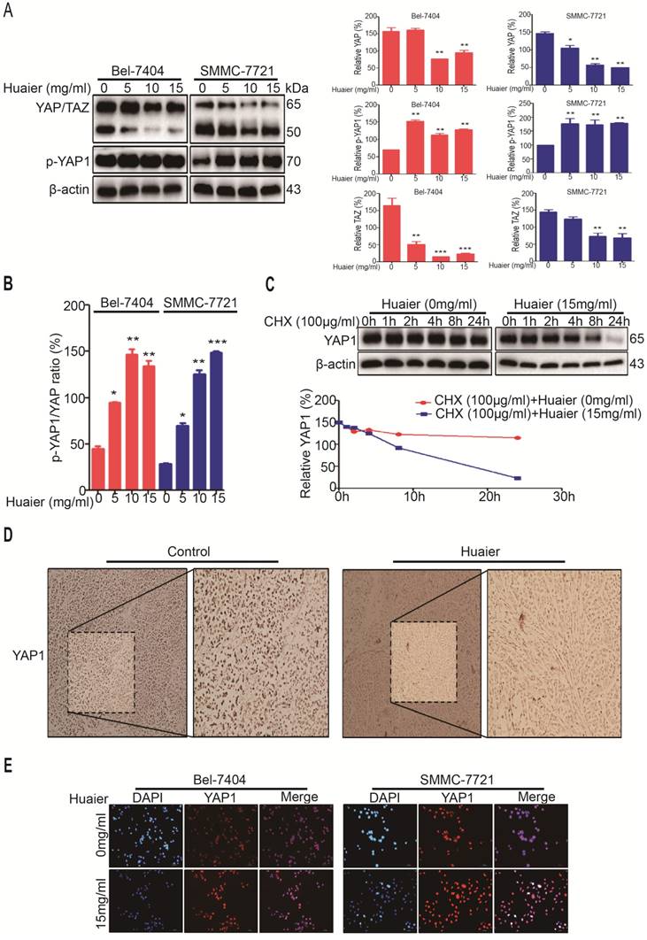 J Cancer Image