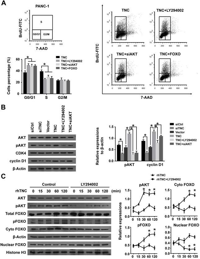 J Cancer Image