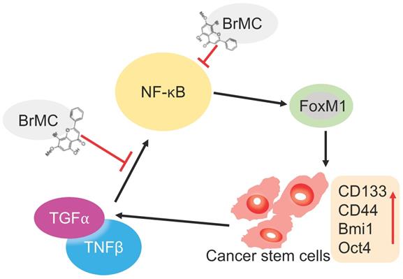 J Cancer Image