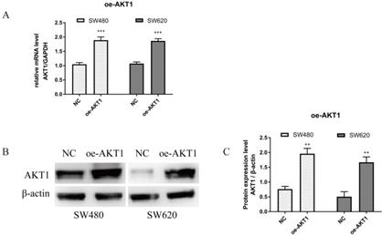 J Cancer Image