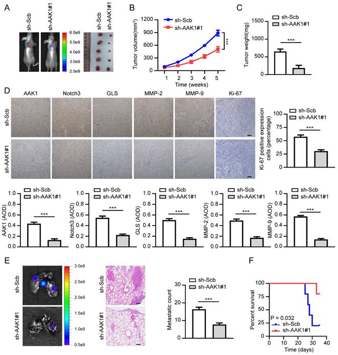 J Cancer Image