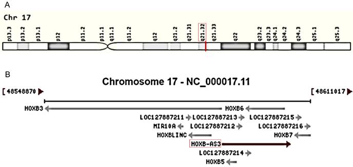 J Cancer Image