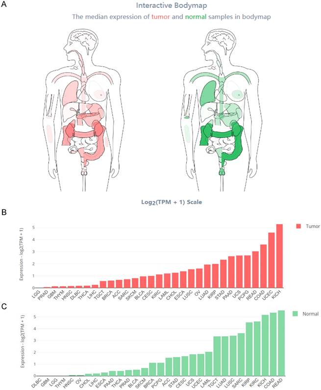 J Cancer Image