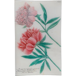 N. 779 Peony