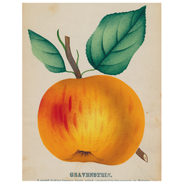 Gravenstein Apple (p 132)