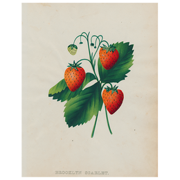 Strawberry (p 260)