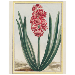 Hyacinth (p 287)