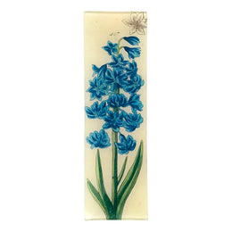 Blue Hyacinth