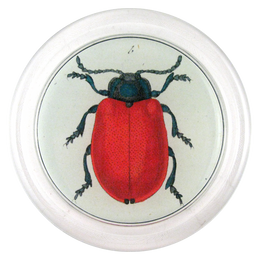 Red Beetle