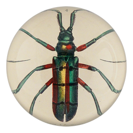 Green Red Beetle (Lamia tricincta)