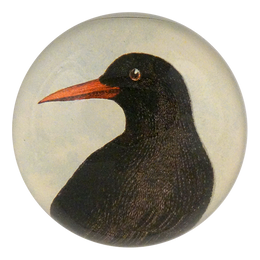 Red-Billed Chough