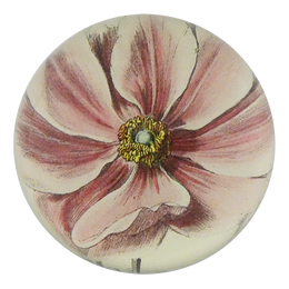 Anemone Japonica