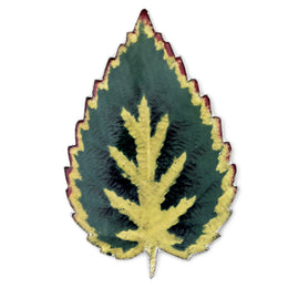 Leaf Platter 57