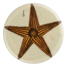 Starfish