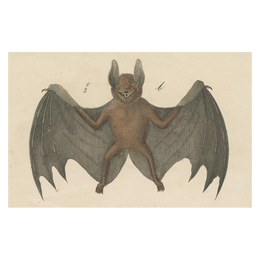 bat