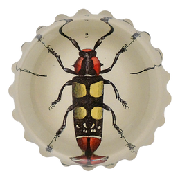 Red & Yellow Beetle (Lamia Formosa)