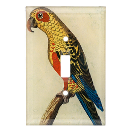 Parrot #6