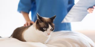 A cat getting examined at the vet