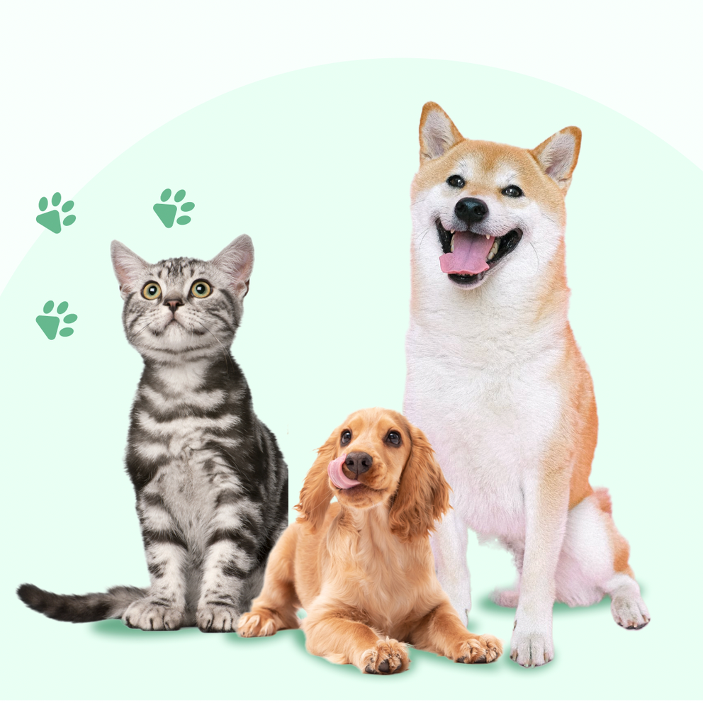 one cat and two dogs sit together smiling at the camera