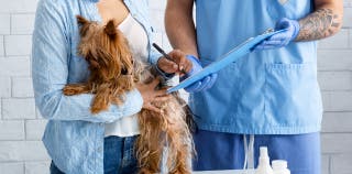 A yorkie getting an exam at the vet