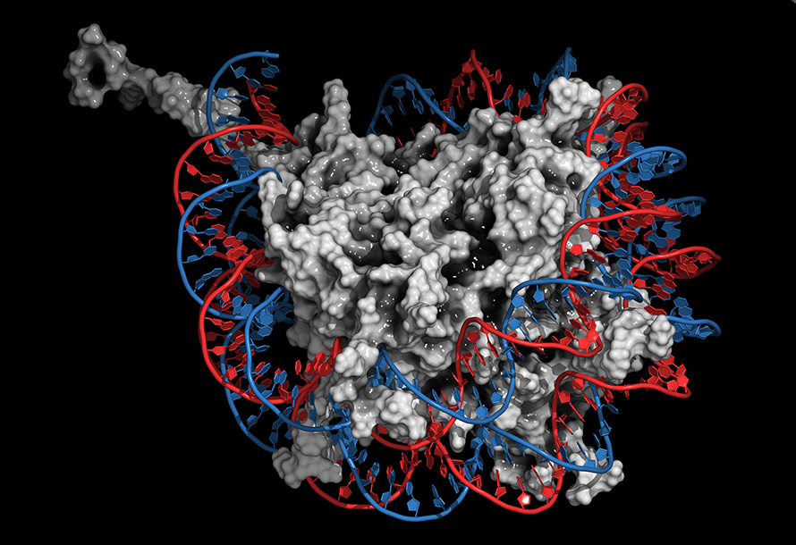 A digital illustration showing a strand of DNA (red and blue) wrapped around histone proteins (gray). The DNA strand comprising each chromosome is tightly packed into clusters of wrapped histones to compress the long molecule and streamline separation of copied chromosomes during cell replication. The strand is carefully unwound by different enzymes, including TIP60, to make it accessible for duplication and gene expression.